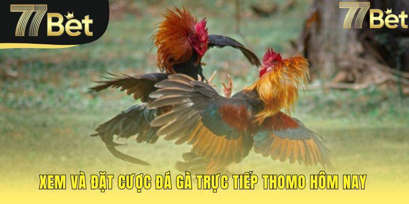 Xem cược đá gà Thomo đỉnh cao cho kê thủ chuyên nghiệp.